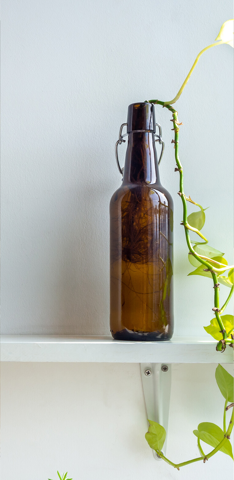 Braune Glasflasche steht auf einer weißen Oberfläche neben einer Pflanze